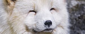 Preview wallpaper arctic fox, animal, cute, furry