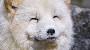 Preview wallpaper arctic fox, animal, cute, furry