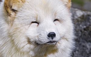Preview wallpaper arctic fox, animal, cute, furry
