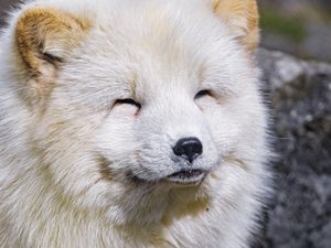 Preview wallpaper arctic fox, animal, cute, furry