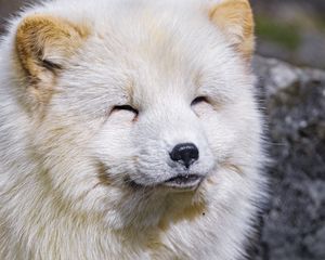 Preview wallpaper arctic fox, animal, cute, furry