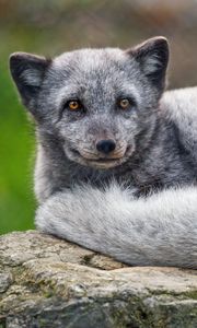 Preview wallpaper arctic fox, animal, furry, cute, wild