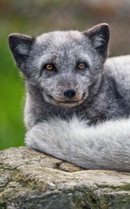 Preview wallpaper arctic fox, animal, furry, cute, wild