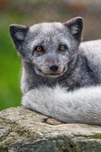 Preview wallpaper arctic fox, animal, furry, cute, wild