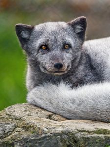 Preview wallpaper arctic fox, animal, furry, cute, wild