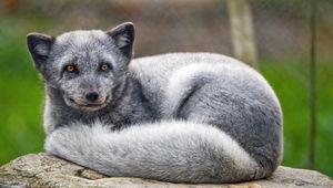 Preview wallpaper arctic fox, animal, furry, cute, wild