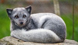 Preview wallpaper arctic fox, animal, furry, cute, wild