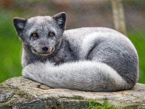 Preview wallpaper arctic fox, animal, furry, cute, wild