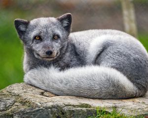 Preview wallpaper arctic fox, animal, furry, cute, wild