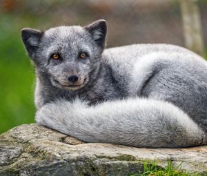 Preview wallpaper arctic fox, animal, furry, cute, wild