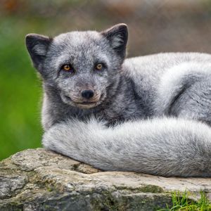 Preview wallpaper arctic fox, animal, furry, cute, wild