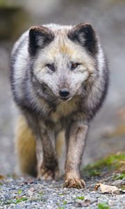 Preview wallpaper arctic fox, animal, gray, furry, wildlife