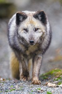 Preview wallpaper arctic fox, animal, gray, furry, wildlife