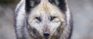 Preview wallpaper arctic fox, animal, gray, furry, wildlife