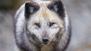 Preview wallpaper arctic fox, animal, gray, furry, wildlife