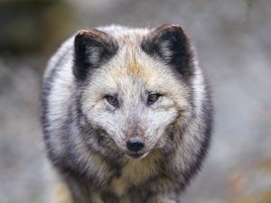 Preview wallpaper arctic fox, animal, gray, furry, wildlife