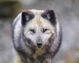 Preview wallpaper arctic fox, animal, gray, furry, wildlife