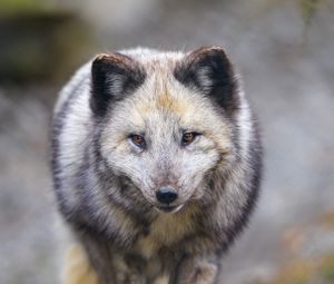 Preview wallpaper arctic fox, animal, gray, furry, wildlife