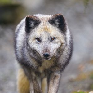 Preview wallpaper arctic fox, animal, gray, furry, wildlife