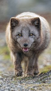 Preview wallpaper arctic fox, animal, predator, protruding tongue, muzzle