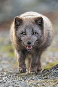 Preview wallpaper arctic fox, animal, predator, protruding tongue, muzzle
