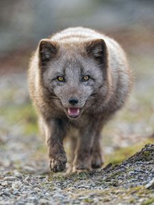 Preview wallpaper arctic fox, animal, predator, protruding tongue, muzzle