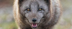 Preview wallpaper arctic fox, animal, predator, protruding tongue, muzzle