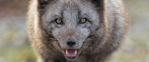 Preview wallpaper arctic fox, animal, predator, protruding tongue, muzzle