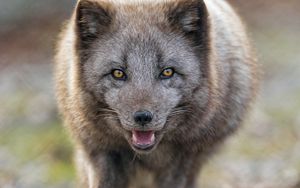 Preview wallpaper arctic fox, animal, predator, protruding tongue, muzzle