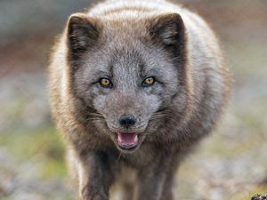 Preview wallpaper arctic fox, animal, predator, protruding tongue, muzzle