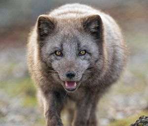 Preview wallpaper arctic fox, animal, predator, protruding tongue, muzzle