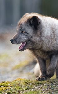 Preview wallpaper arctic fox, animal, predator, protruding tongue, profile