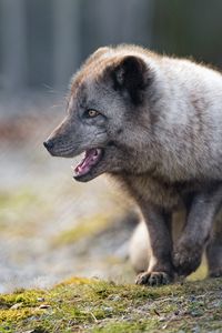 Preview wallpaper arctic fox, animal, predator, protruding tongue, profile