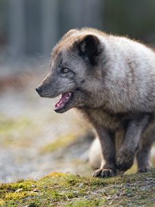 Preview wallpaper arctic fox, animal, predator, protruding tongue, profile