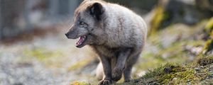 Preview wallpaper arctic fox, animal, predator, protruding tongue, profile