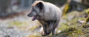 Preview wallpaper arctic fox, animal, predator, protruding tongue, profile