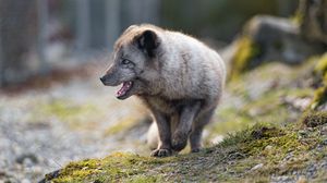 Preview wallpaper arctic fox, animal, predator, protruding tongue, profile