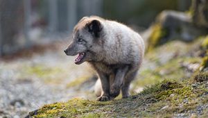 Preview wallpaper arctic fox, animal, predator, protruding tongue, profile