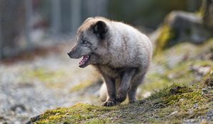 Preview wallpaper arctic fox, animal, predator, protruding tongue, profile