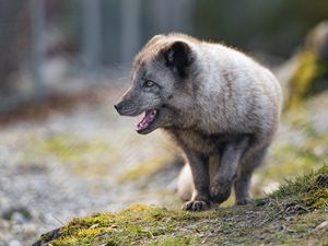 Preview wallpaper arctic fox, animal, predator, protruding tongue, profile