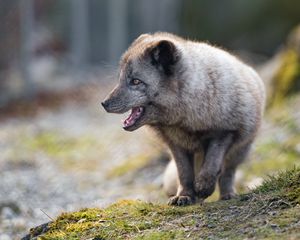 Preview wallpaper arctic fox, animal, predator, protruding tongue, profile