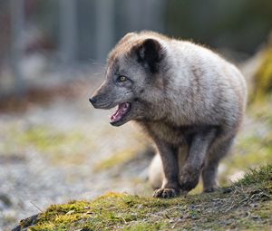 Preview wallpaper arctic fox, animal, predator, protruding tongue, profile