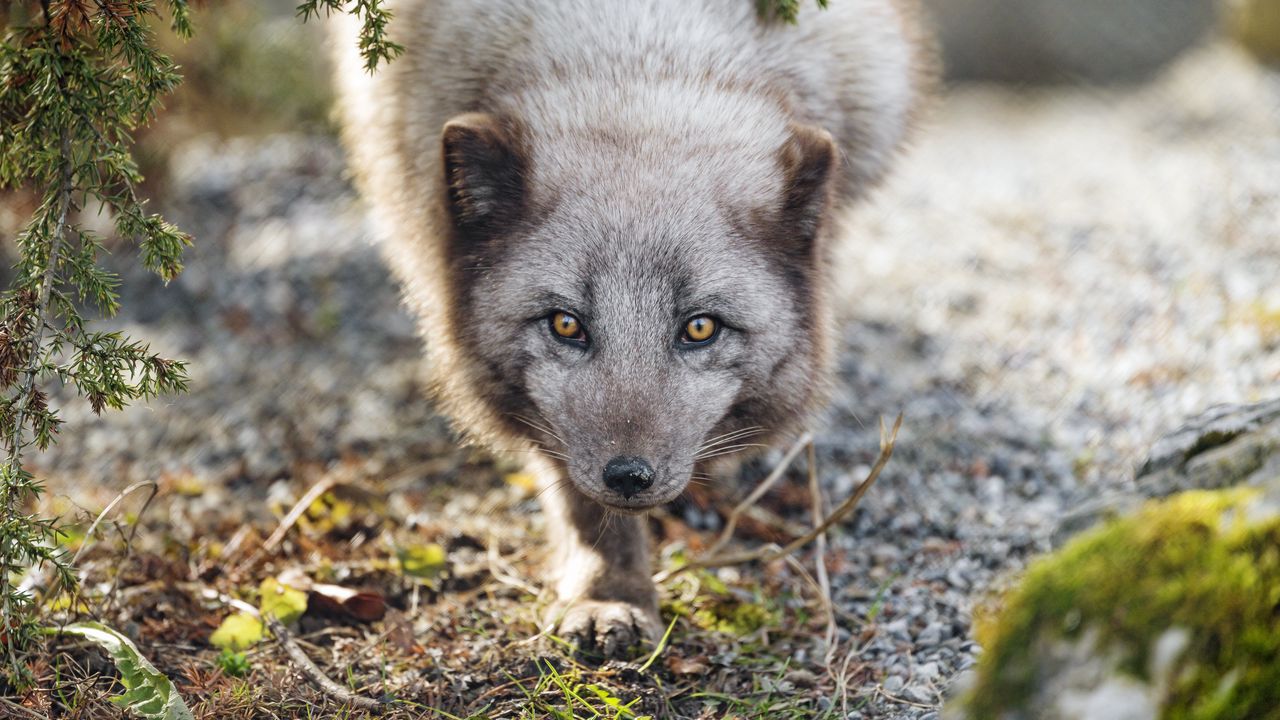 Wallpaper arctic fox, animal, snout, predator