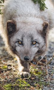 Preview wallpaper arctic fox, animal, snout, predator