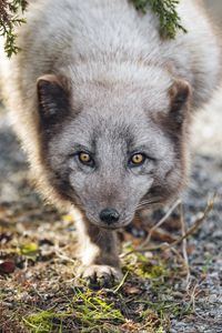 Preview wallpaper arctic fox, animal, snout, predator