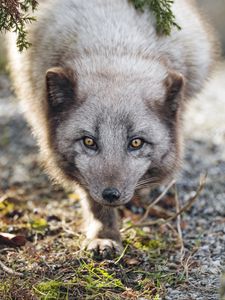 Preview wallpaper arctic fox, animal, snout, predator