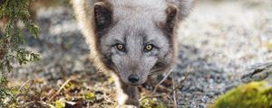 Preview wallpaper arctic fox, animal, snout, predator