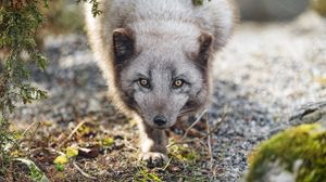 Preview wallpaper arctic fox, animal, snout, predator