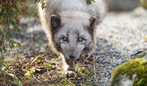 Preview wallpaper arctic fox, animal, snout, predator