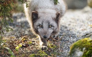 Preview wallpaper arctic fox, animal, snout, predator